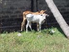 Farm Cow