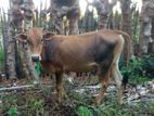 நாம்பன் மாடு Farm Cow Male