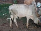 Farm Cow