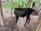 Farm Cow