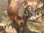 நாம்பன் மாடு