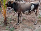நாம்பன் மாடு