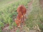 Farm Cow