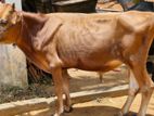 Farm Cow