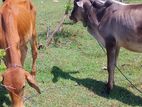 Farm Cow