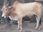 Farm Cow