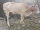 Farm Cow