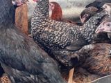 நான்கு மாத ஊர்க் கோழிகள் மலிவு விற்பனையில்.!