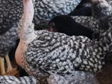 நான்கு மாத ஊர்க்கோழிகள் அதிரடி மலிவு விற்பனை ( Country Chicken)