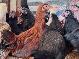 நான்கு மாத ஊர்க்கோழிகள் மலிவு விலையில்.