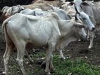 Naanpan Maadu