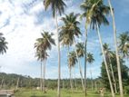 නාරම්මල නේවාසික බිම් කොටස්