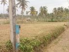 නාරම්මල පොල් වගාවන් සහිත බිම් කොටස් විකිණීමට