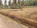 නාරම්මල පොල් වගාවන් සහිත බිම් කොටස් විකිණීමට