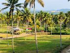 නාරම්මල පොල් වගාවන් සහිත බිම් කොටස් විකිණීමට