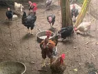 Farm Chicken