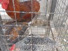 Farm Hens