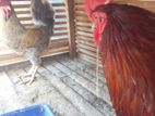 Farm Hens