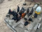 நாட்டு கோழி
