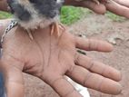 நாட்டு கோழி குஞ்சு