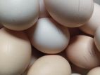 நாட்டு கோழி முடடை விற்பனைக்கு