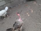 நாட்டு கோழி பேடு
