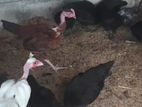 நாட்டு கோழிக் குஞ்சு