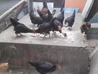 நாட்டு கோழிகள்