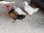 நாட்டு கோழிகள்