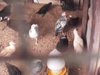நாட்டு கோழிகள்
