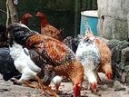 நாட்டுக் கோழி