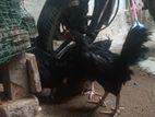 நாட்டுக் கோழி