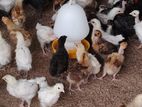Country Chicks