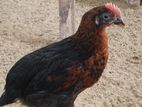 Country Chicks