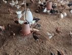 நாட்டுக்கோழி குஞ்சு