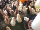 நாட்டுக்கோழி குஞ்சு
