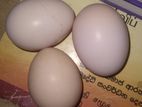 Eggs -Biththara