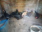 Farm Chickens