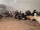 நாட்டுக்கோழிக் குஞ்சுகள்