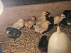 நாட்டுக்கோழிக் குஞ்சுகள்