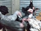 நாட்டுக்கோழிகள்