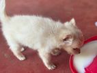Pomanerian Puppies