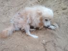 Pomeranian Dog