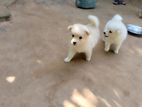 Pomeranian Puppies