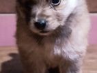 Pomeranian Puppies