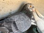 Pigeons
