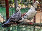 Nagercoil Pigeon