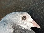 nagarkovil chick