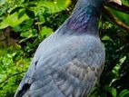 Nagercoil Pigeon Chick