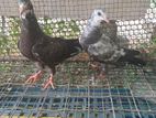 Nagercoil Pigeon
